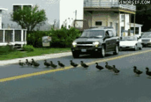cute,animals,walking,duck,traffic,ducks,goose,pedestrians,orderly