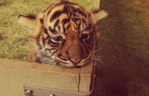 wildlife,cat,animals,baby,adorable,cats,tiger,box,bite,baby animal,conservation,sdzsafaripark,bigcats,tigercubs