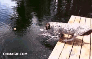 crocodile,funny,animals,dog,water,playing,swimming,theif
