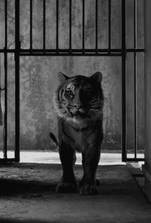 tiger,black and white