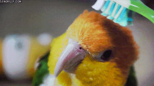 brushing,cute,animals,feathers,toothbrush,best of week,parrots