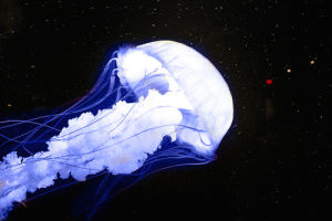 jellyfish,art design