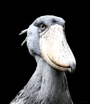 bird,shoebill stork,bio,animals,science,loop
