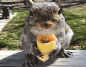 wrap,eating,squirrel