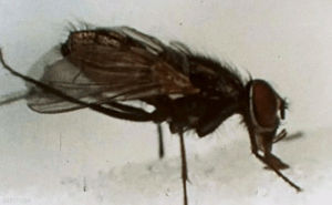 house fly,bugs,biology,insect,science,science s,close up,ecology,diptera