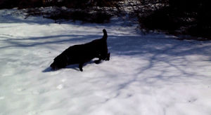 dog,snow