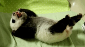 panda,cute,animals,video,mic,pandas,panda cubs,toronto zoo,panda baby