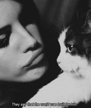 cat,black and white,lana del rey,pet,kitty cat