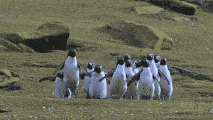 penguins,butterfly,chasing,penguinss