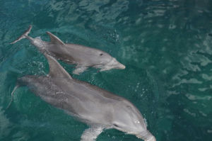 dolphin,thebahamasweeklycom,baby,children,name,bahamas,invited