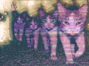 trippy cat wallpaper tumblr