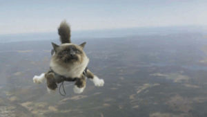 skydiving,flying,cat,animals