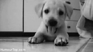 labrador,paw,cute,dog,animals,animal,dogs,puppy,adorable,playing,puppies,moving