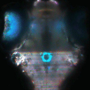 GIF neurology neuron zebrafish - animated GIF on GIFER