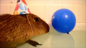 birthday,party,bath