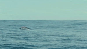ocean,sea,whale
