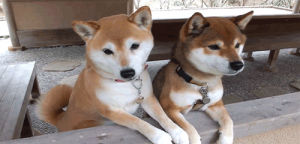 animals,dog,standing,curious,interested,shiba inu,leaning