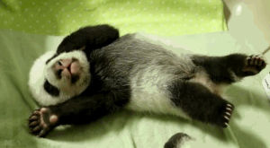 panda,pandas,animals,cute,video,mic,panda cubs,toronto zoo,panda baby