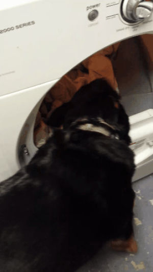 laundry,dog