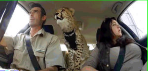 cheetah,car,animal,eyes,style,drive,bay,wonder,cub,vet,shoulder,injuries,aan