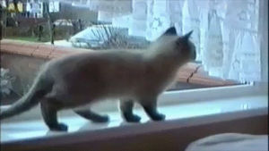 falling,cat,americas funniest home videos,fail,afv,windowsill