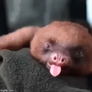 sloth,baby