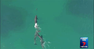 crazy,ocean,drone,shark,sharks,footage,dolphins,drones,whales,pod