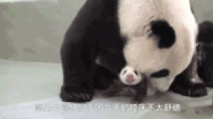 newborn,time,panda,meeting