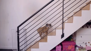 stairs,youtube,puppy,soulpancake,puppyclimbingstairs
