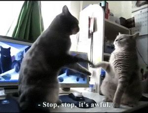 cat,stop,stahp,catvidfest,grumckle stan