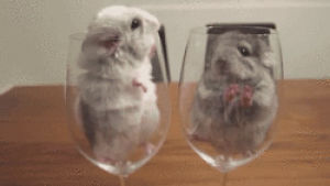 mouse,funny,animals,playing,hiding,cute animal,wine glass,hampster