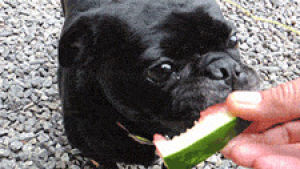 summer,dog,rescue dog,cute,puppy,aww,pug,watermelon,dog eating,pug dog,tallulah,shelter dog