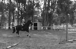 horse,animals,jumping,equestrian,equine,diickslip