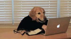 dog,busy,working from home,working,dog human,typing