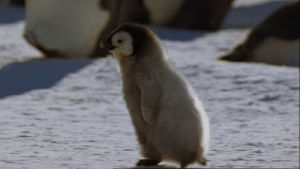 kawaii,penguins,cute penguin,cute animal