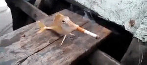cigarette,smoking