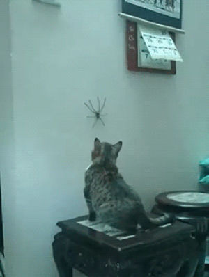 spider,cat,animals