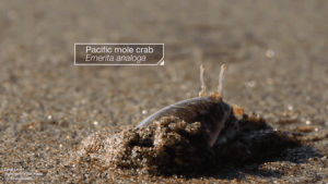 educational,pacific,crabs,wet,sand,dig