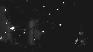 christmas light,photography,black and white,vintage,christmas