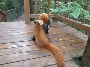 GIF animals videos - animated GIF on GIFER