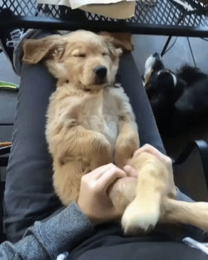 sleeping,cute,dreaming,dog,aww,eyebleach