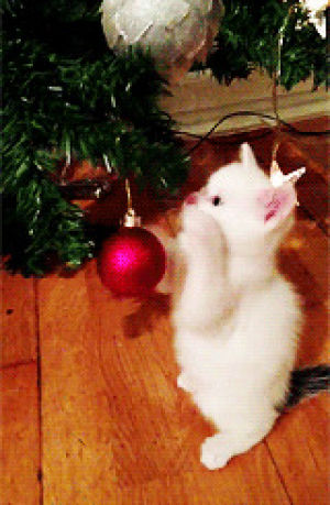 ornament,christmas cat,christmas animals,animal christmas,animals