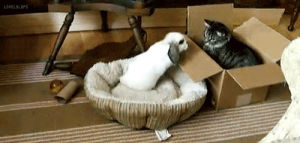 sniff,cat,confused,rabbit,unimpressed,box