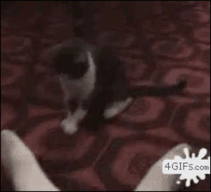 dancing,cat