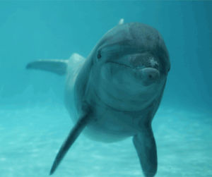 dolphin,swimming