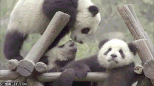 animals,cute,panda
