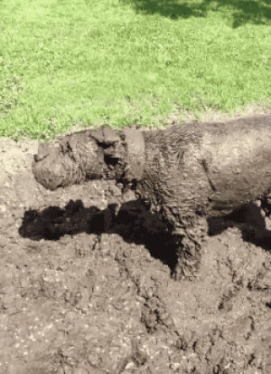 mud,dog