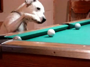 dog,pool,tfw