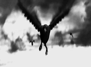 dark,creepy,ravens,goth,crow,raven,wings,crows,scream,feathers,black and white,fear,flight