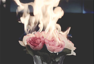 fire,rose,flowers